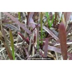 GLYCERIA maxima GLYCERIA maxima