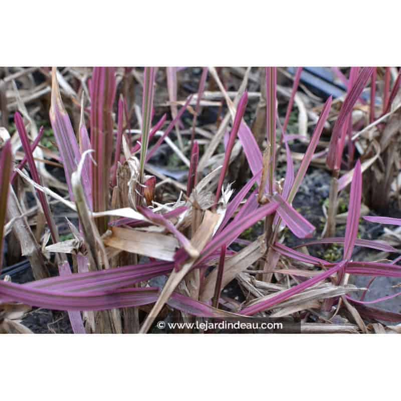 GLYCERIA maxima 'Variegata' GLYCERIA maxima 'Variegata'