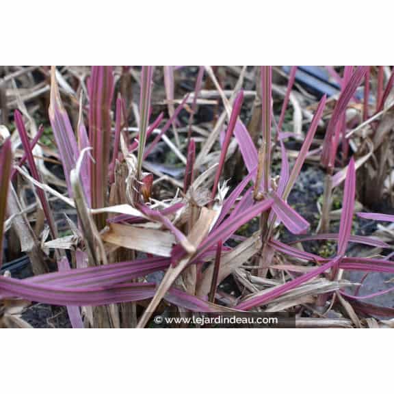 GLYCERIA maxima 'Variegata'