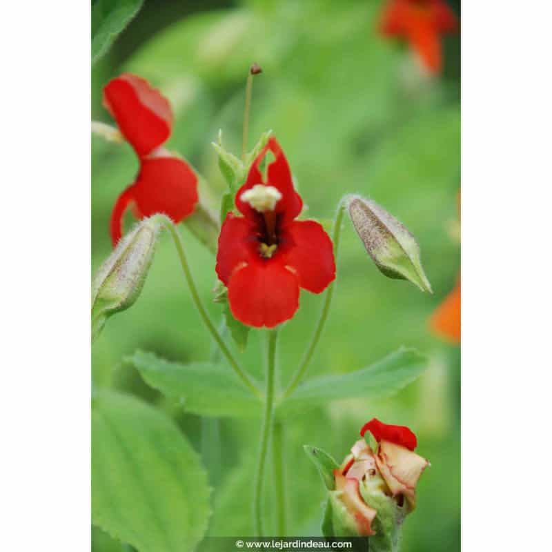 MIMULUS cardinalis MIMULUS cardinalis