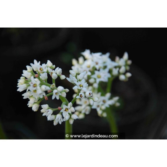 MUKDENIA rossii 'Karasuba'