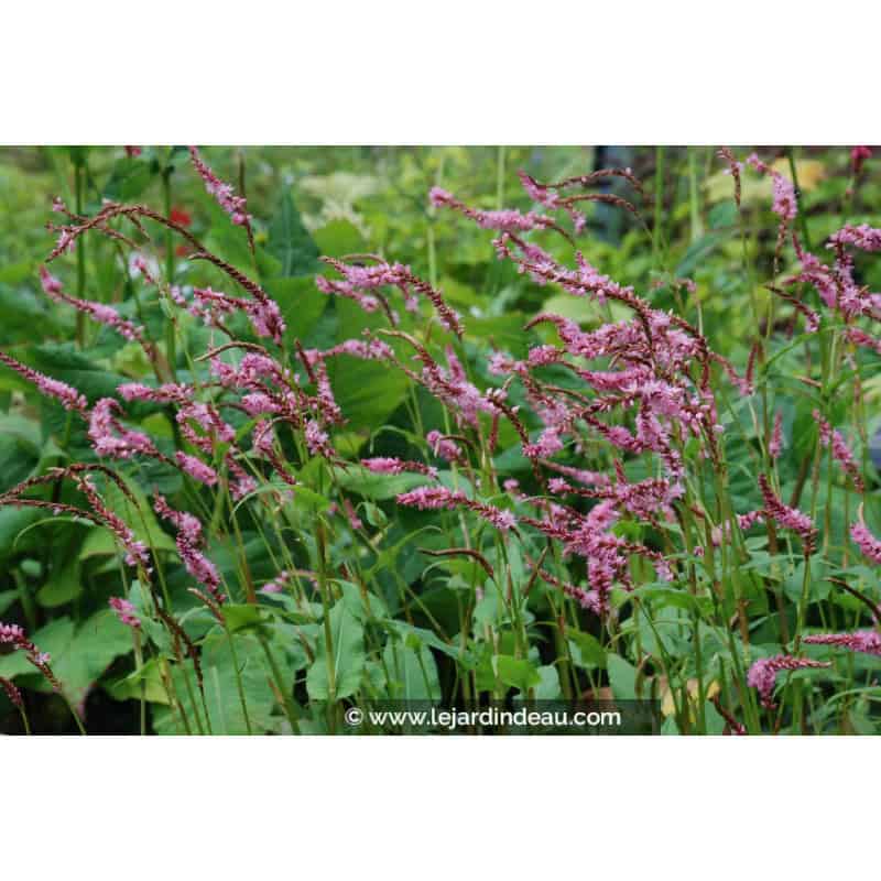 PERSICARIA amplexicaulis 'Pink Elephant' © PERSICARIA amplexicaulis 'Pink Elephant' ©