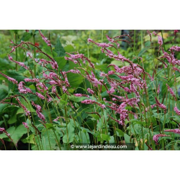PERSICARIA amplexicaulis 'Pink Elephant' &copy;
