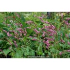 PERSICARIA amplexicaulis 'Pink Elephant' © PERSICARIA amplexicaulis 'Pink Elephant' ©