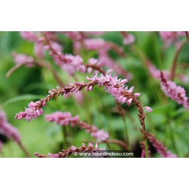 PERSICARIA amplexicaulis \'Pink Elephant\' - Renouée \'Pink Elephant\' ©/ Polygonum rose