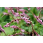 PERSICARIA amplexicaulis 'Pink Elephant' © PERSICARIA amplexicaulis 'Pink Elephant' ©