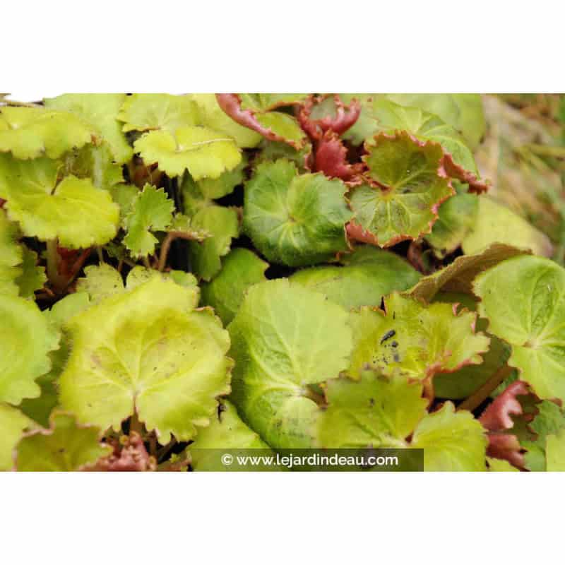 SAXIFRAGA stolonifera 'Harvest Moon' SAXIFRAGA stolonifera 'Harvest Moon'