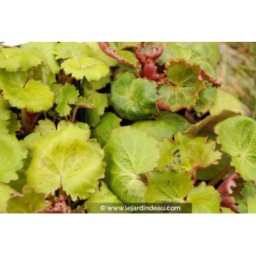 SAXIFRAGA stolonifera \'Harvest Moon\' - Saxifrage \'Harvest Moon\'