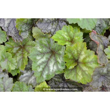 TELLIMA grandiflora \'Forest Frost\' - Tellime à grande fleur \'Forest Frost\'