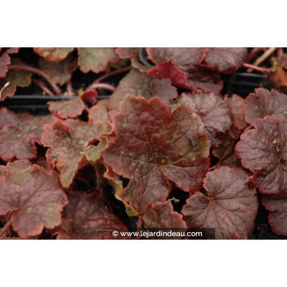 TELLIMA grandiflora 'Forest Frost'