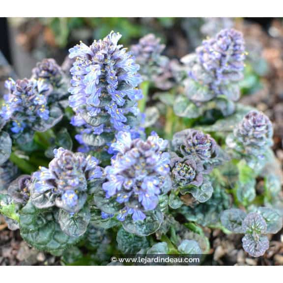 AJUGA pyramidalis 'Metallica Crispa'