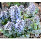 AJUGA pyramidalis 'Metallica Crispa' AJUGA pyramidalis 'Metallica Crispa'