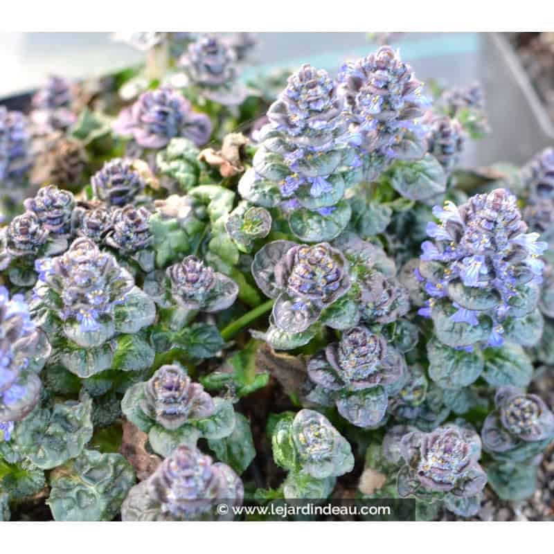 AJUGA pyramidalis 'Metallica Crispa' AJUGA pyramidalis 'Metallica Crispa'