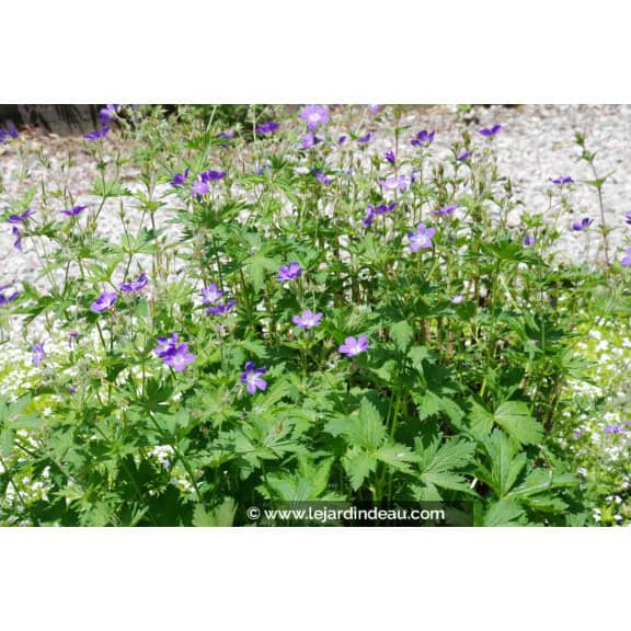 GERANIUM sylvaticum 'Mayflower'