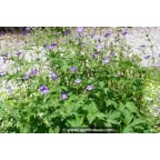 GERANIUM sylvaticum 'Mayflower' GERANIUM sylvaticum 'Mayflower'