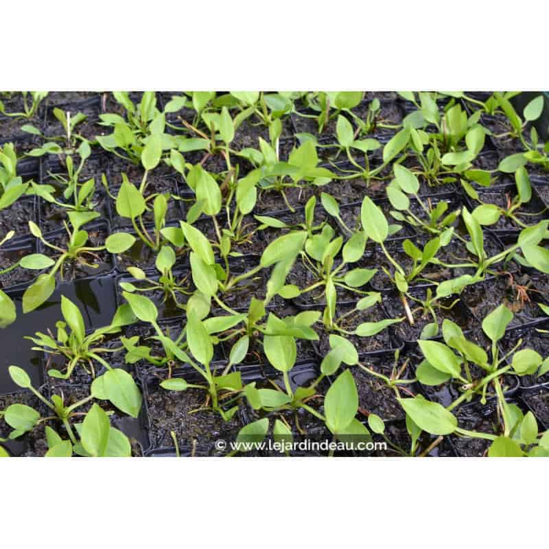 ALISMA plantago-aquatica ALISMA plantago-aquatica