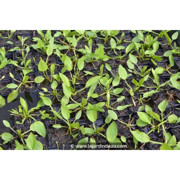 ALISMA plantago-aquatica