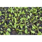 ALISMA plantago-aquatica ALISMA plantago-aquatica