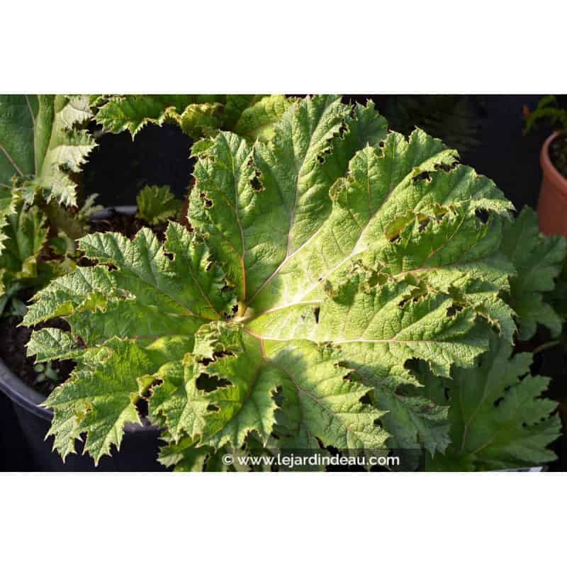 GUNNERA tinctoria GUNNERA tinctoria