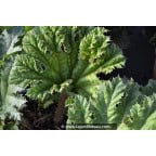 GUNNERA tinctoria GUNNERA tinctoria