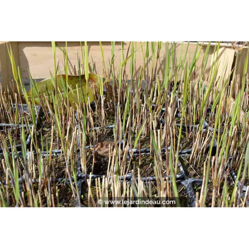 PHRAGMITES australis PHRAGMITES australis