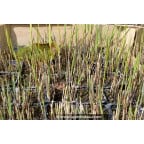 PHRAGMITES australis PHRAGMITES australis