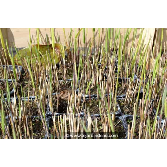 PHRAGMITES australis