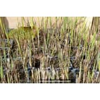 PHRAGMITES australis PHRAGMITES australis