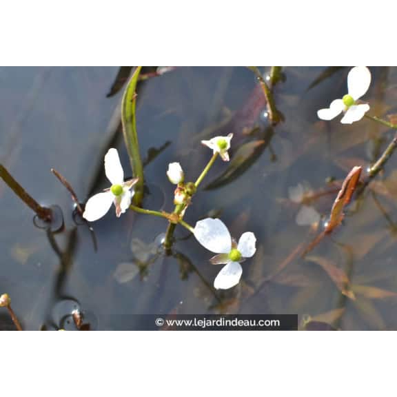 SAGITTARIA graminea