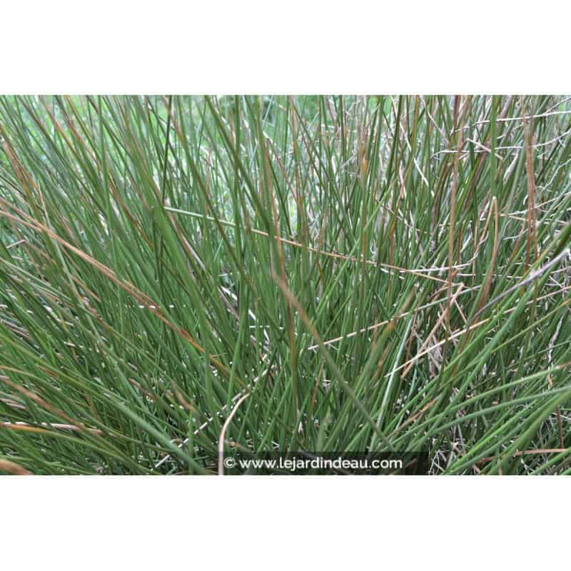 JUNCUS effusus JUNCUS effusus