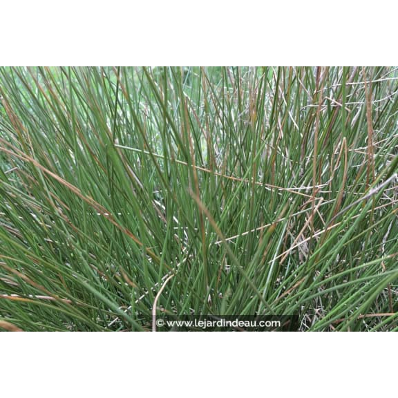 JUNCUS effusus