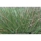 JUNCUS effusus JUNCUS effusus