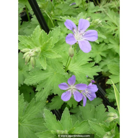 GERANIUM sylvaticum 'Mayflower'