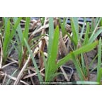 SPARGANIUM erectum SPARGANIUM erectum