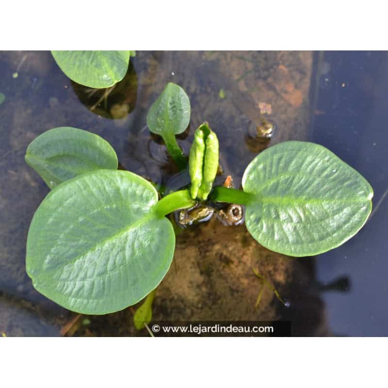 ALISMA plantago-aquatica var. parviflora ALISMA plantago-aquatica var. parviflora