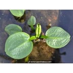 ALISMA plantago-aquatica var. parviflora ALISMA plantago-aquatica var. parviflora