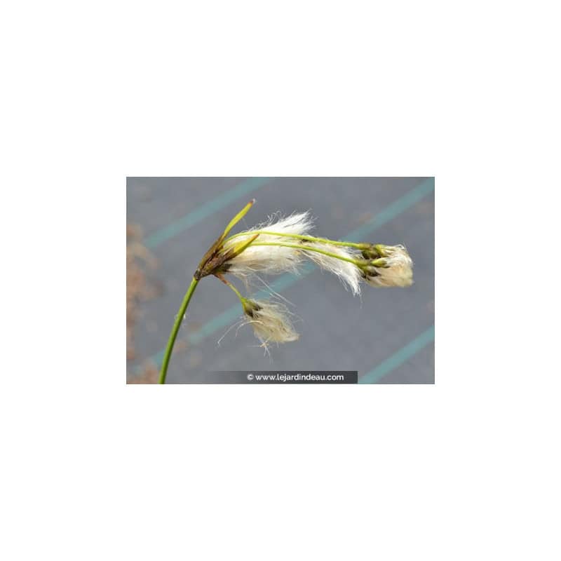 Eriophorum angustifolium Eriophorum angustifolium
