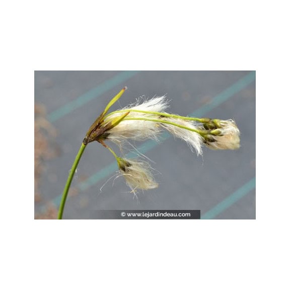 Eriophorum angustifolium