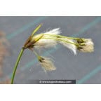 Eriophorum angustifolium Eriophorum angustifolium