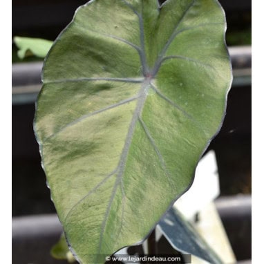 COLOCASIA \'Black Stem\' - Taro \'Black Stem\'