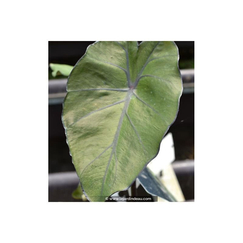 COLOCASIA 'Black Stem' COLOCASIA 'Black Stem'