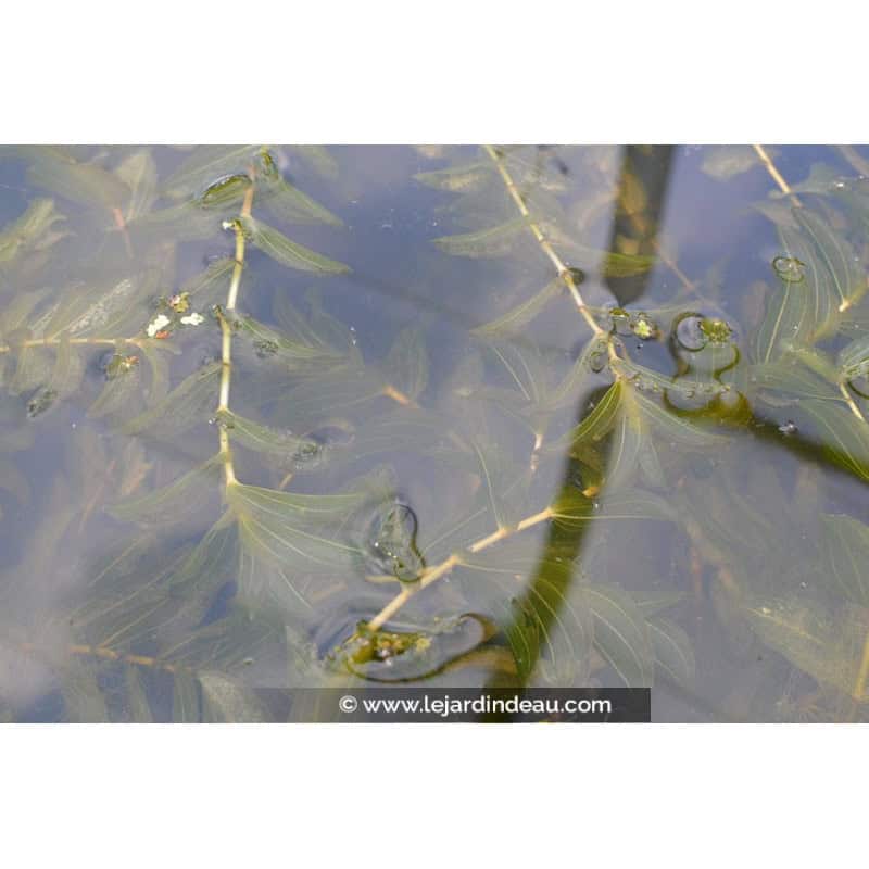 POTAMOGETON perfoliatus POTAMOGETON perfoliatus