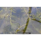 POTAMOGETON perfoliatus POTAMOGETON perfoliatus