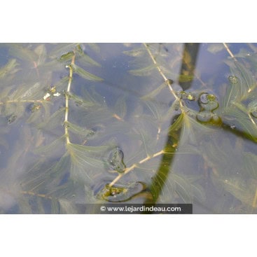 POTAMOGETON perfoliatus - Potamot perfolié