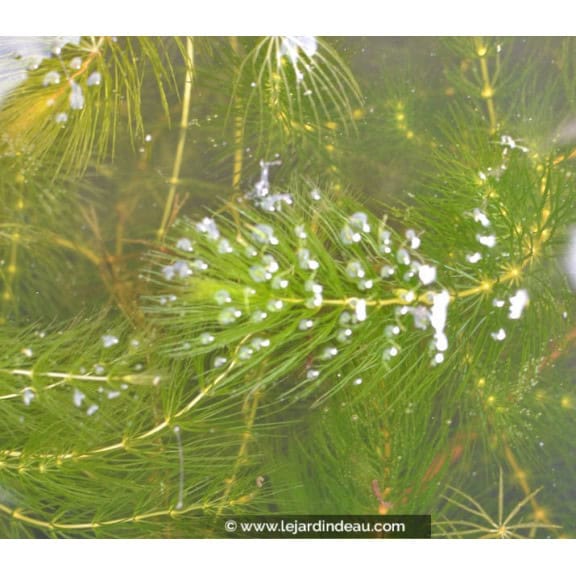CERATOPHYLLUM demersum