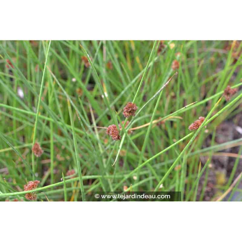 JUNCUS effusus JUNCUS effusus