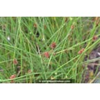 JUNCUS effusus JUNCUS effusus