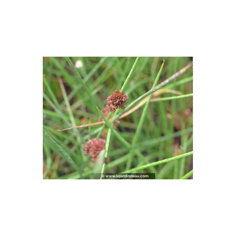JUNCUS effusus JUNCUS effusus