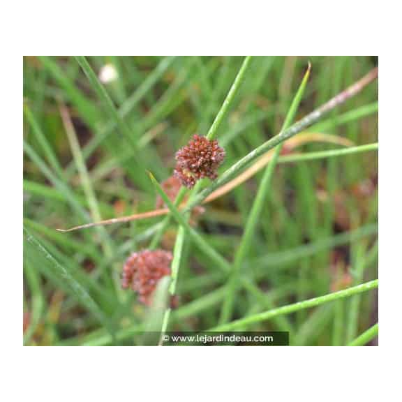 JUNCUS effusus