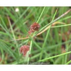 JUNCUS effusus JUNCUS effusus